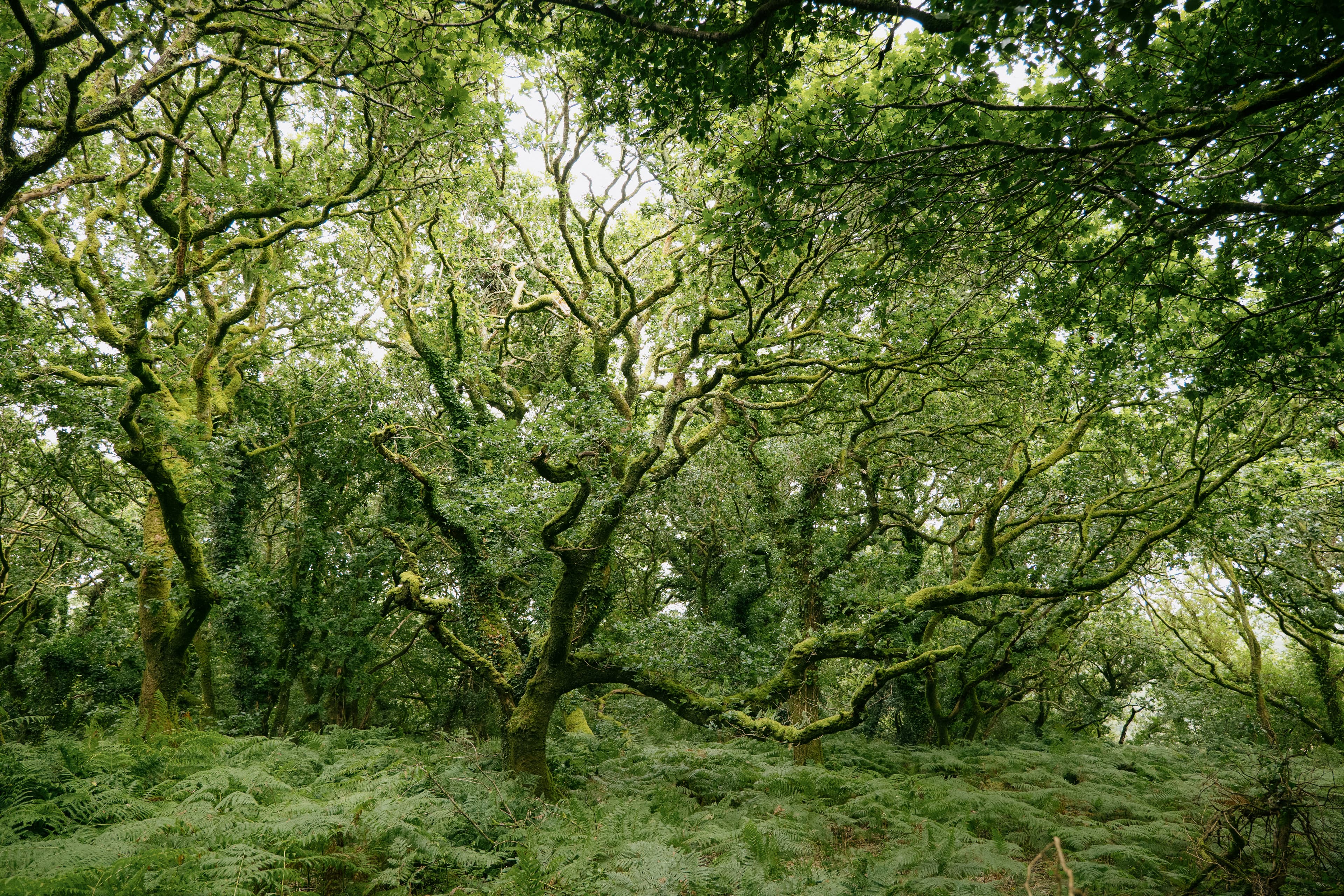 An image of Celtic rainforest and UK woodland restoration