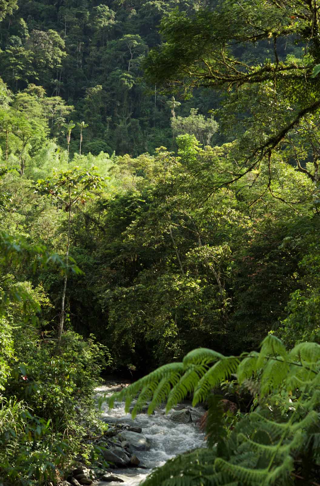 An image of Forest conservation for biodiversity and climate- Ecuador