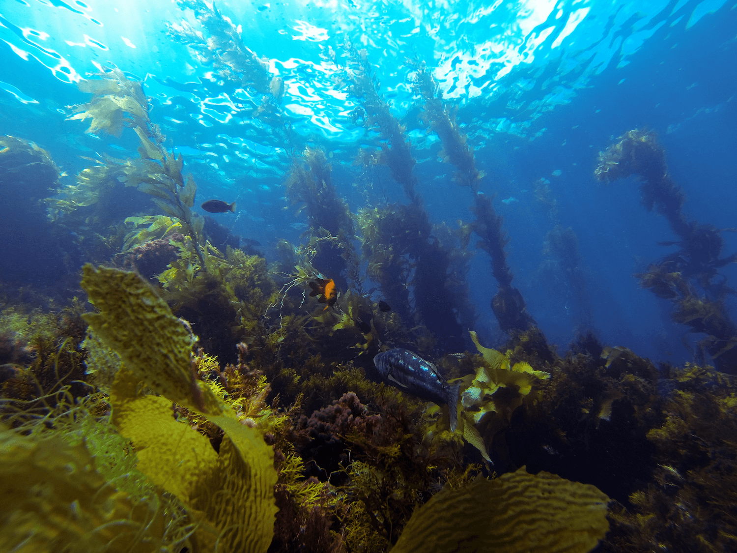 An image of Kelp restoration Santa Monica Bay