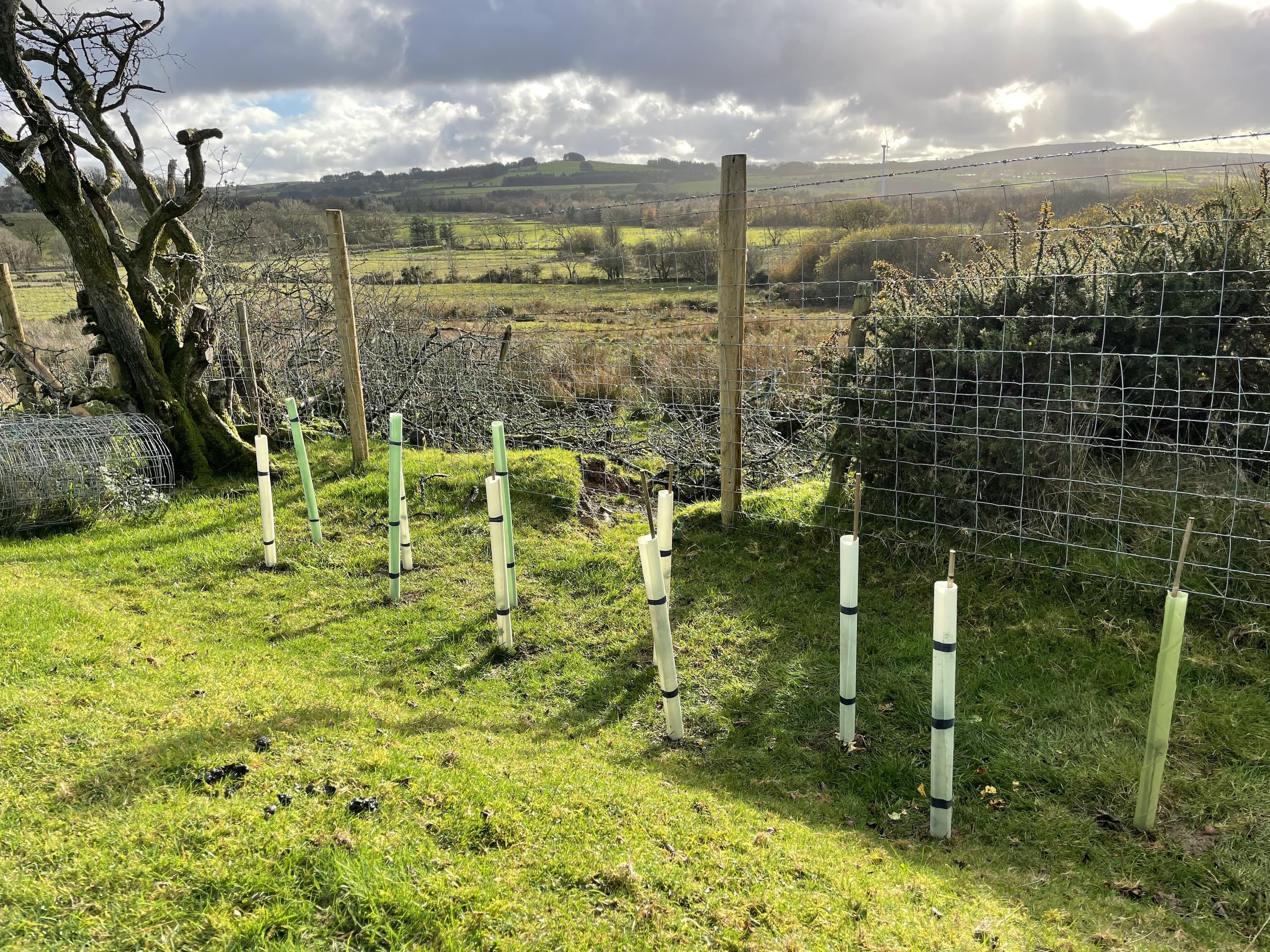 An image of Woodland and hedgerow creation, England and Wales