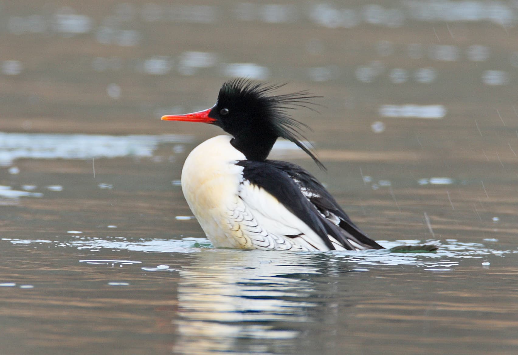 An image of Bird Conservation Korea